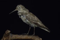 藏品(濱鷸)的圖片